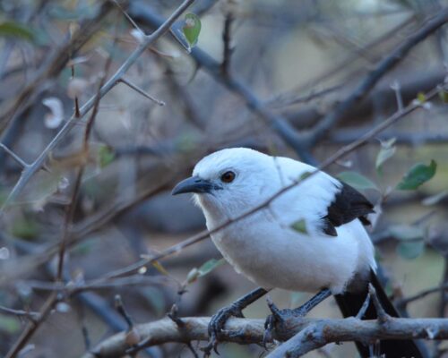 Tranquil-Nest-Safaris-Bird-Watching-Image-1-1