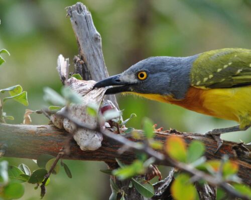 Tranquil-Nest-Safaris-Bird-Watching-Image-3-1