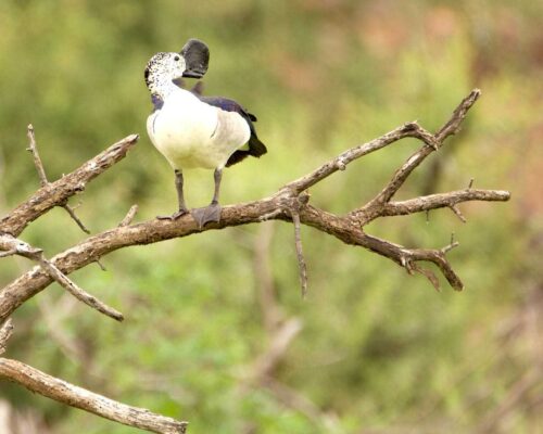Tranquil-Nest-Safaris-Bird-Watching-Image-4-1