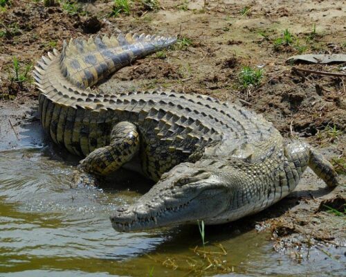 Crocodile_2C_Eastern_Nile