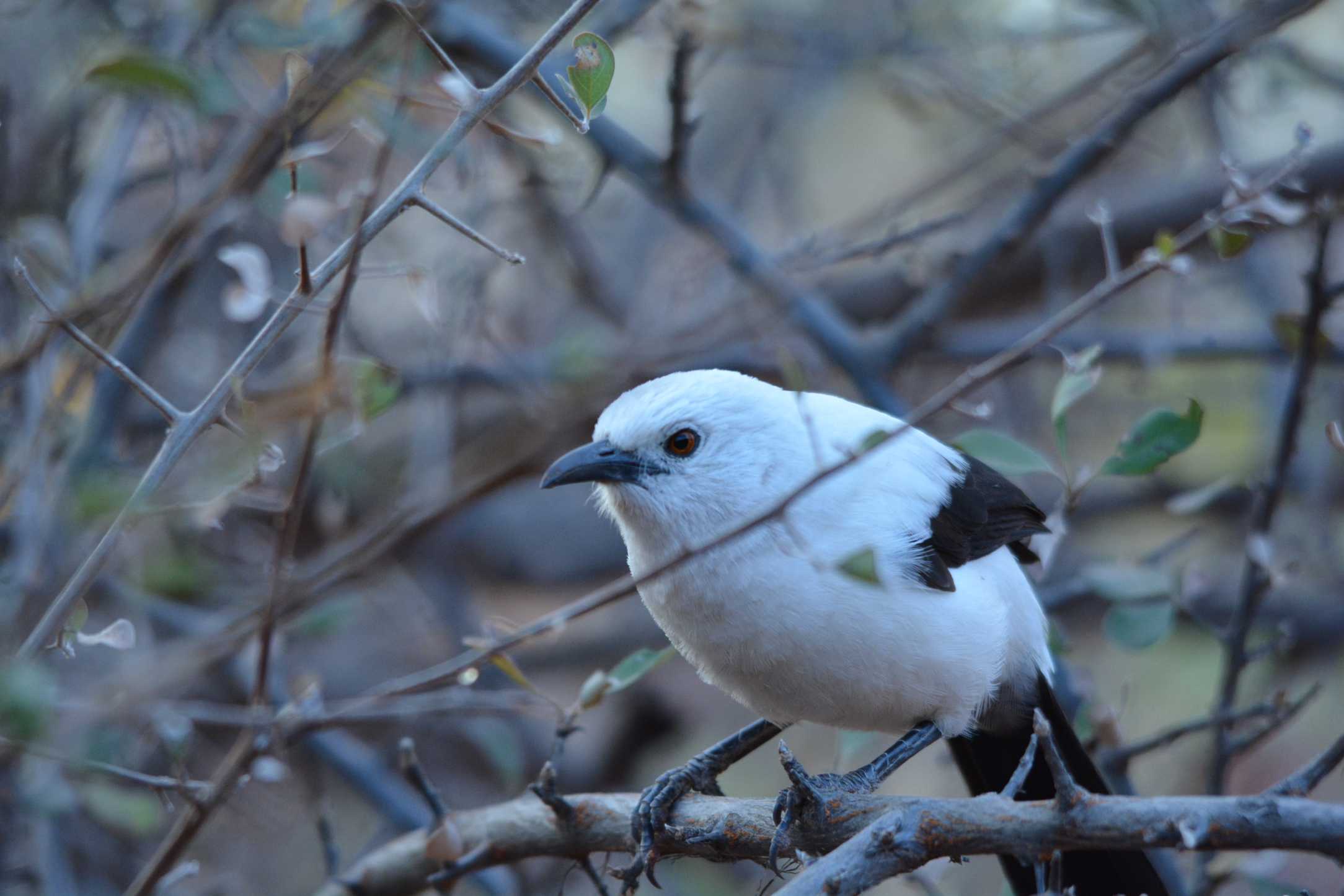 Tranquil-Nest-Safaris-Bird-Watching-Image-1