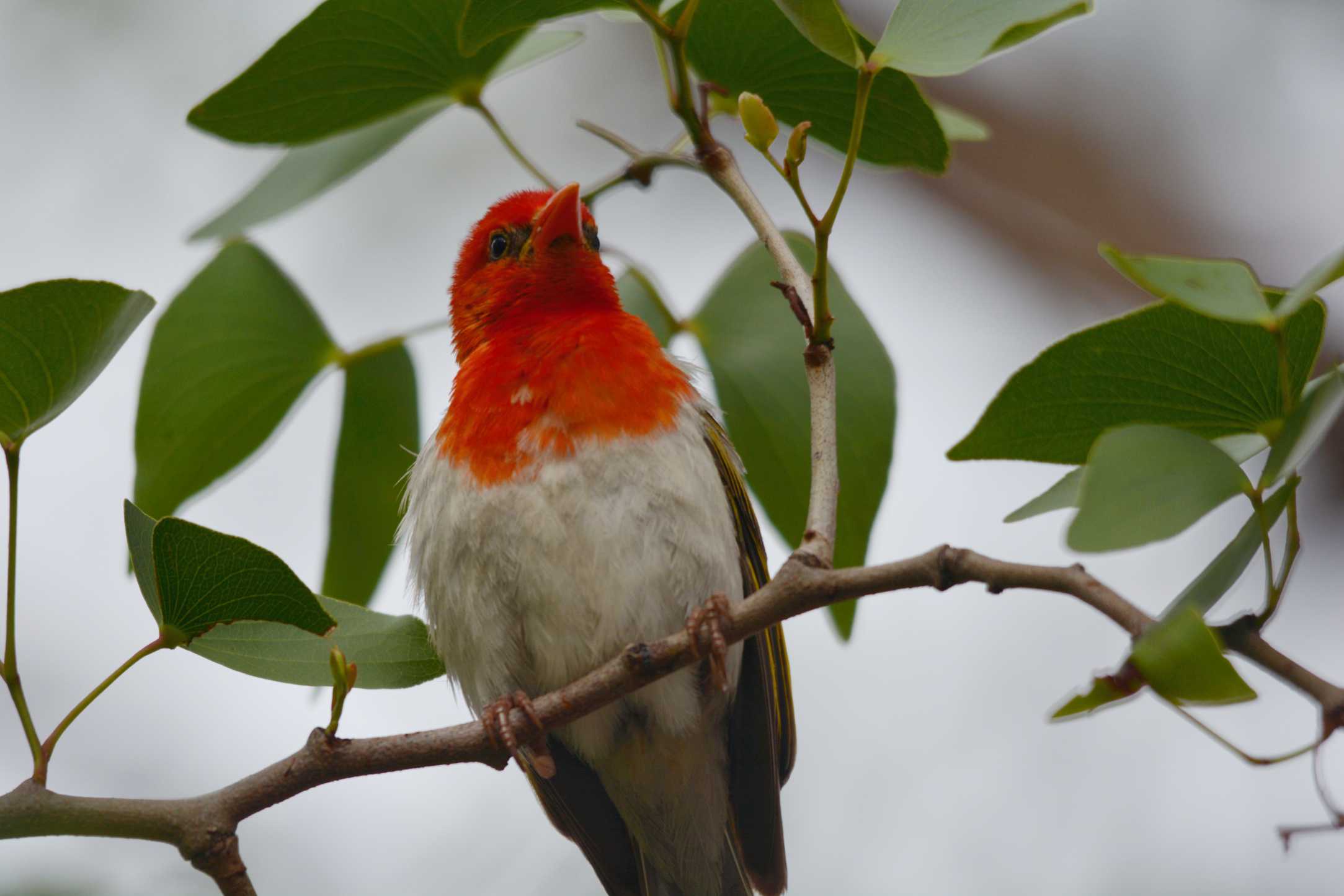 Tranquil-Nest-Safaris-Bird-Watching-Image-2