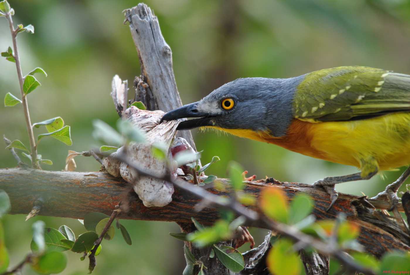 Tranquil-Nest-Safaris-Bird-Watching-Image-3