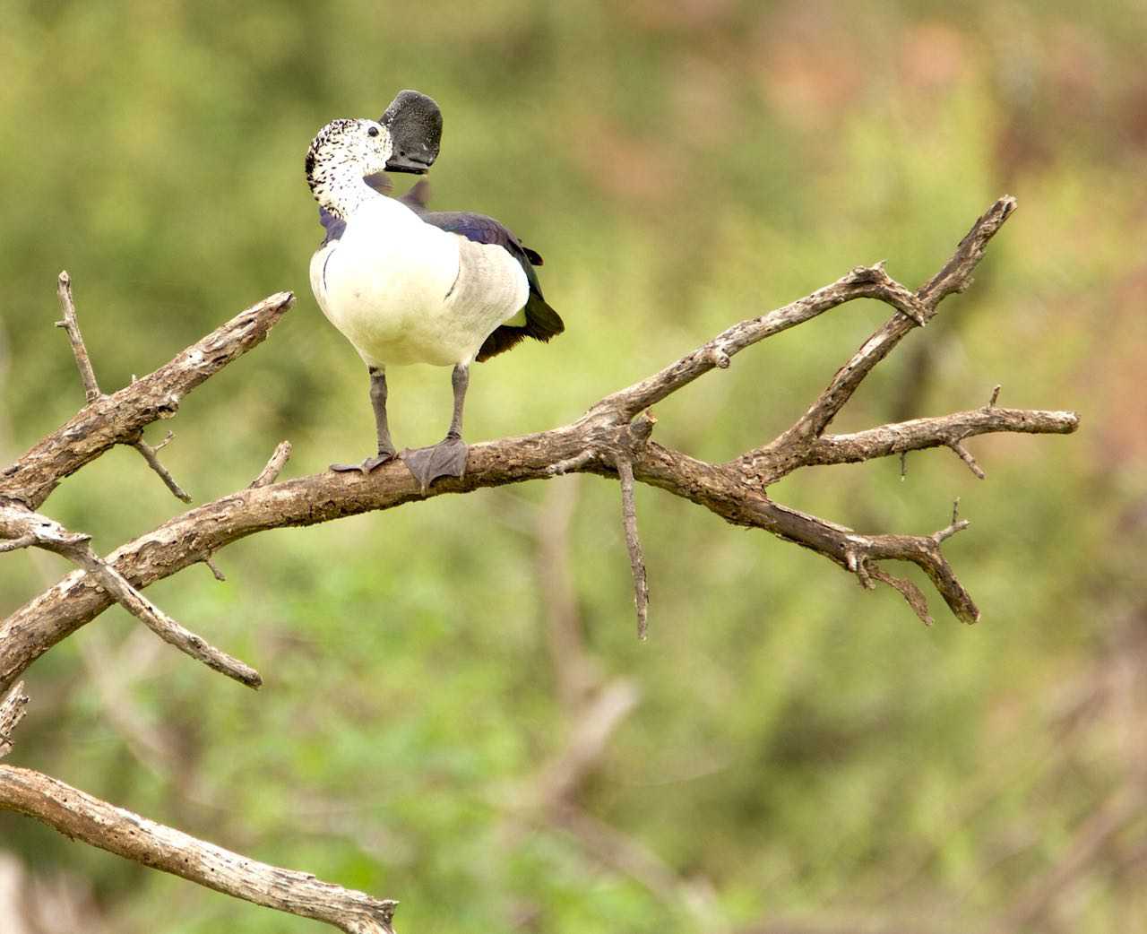 Tranquil-Nest-Safaris-Bird-Watching-Image-4